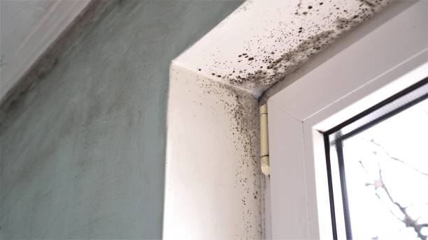 Best Attic Mold Remediation in USA