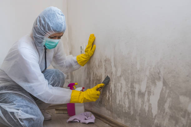 Best Health and Safety Mold Remediation in USA